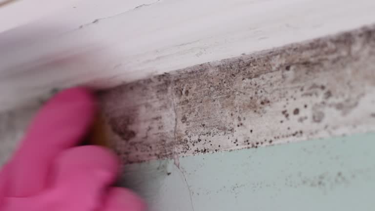 Best Mold Documentation for Insurance Claims  in Pawtucket, RI